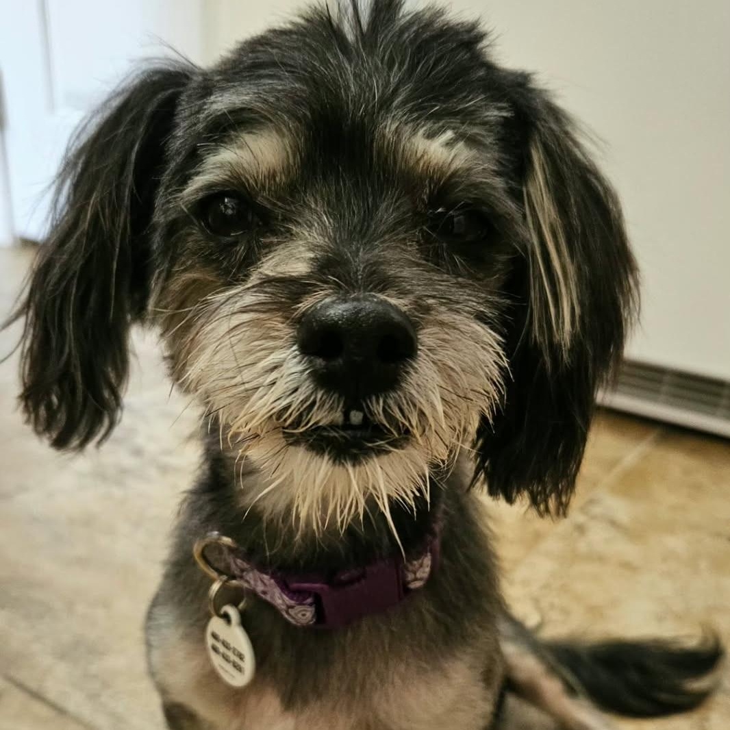 Wendy, an adopted mixed breed in Phoenix, AZ image 2/5