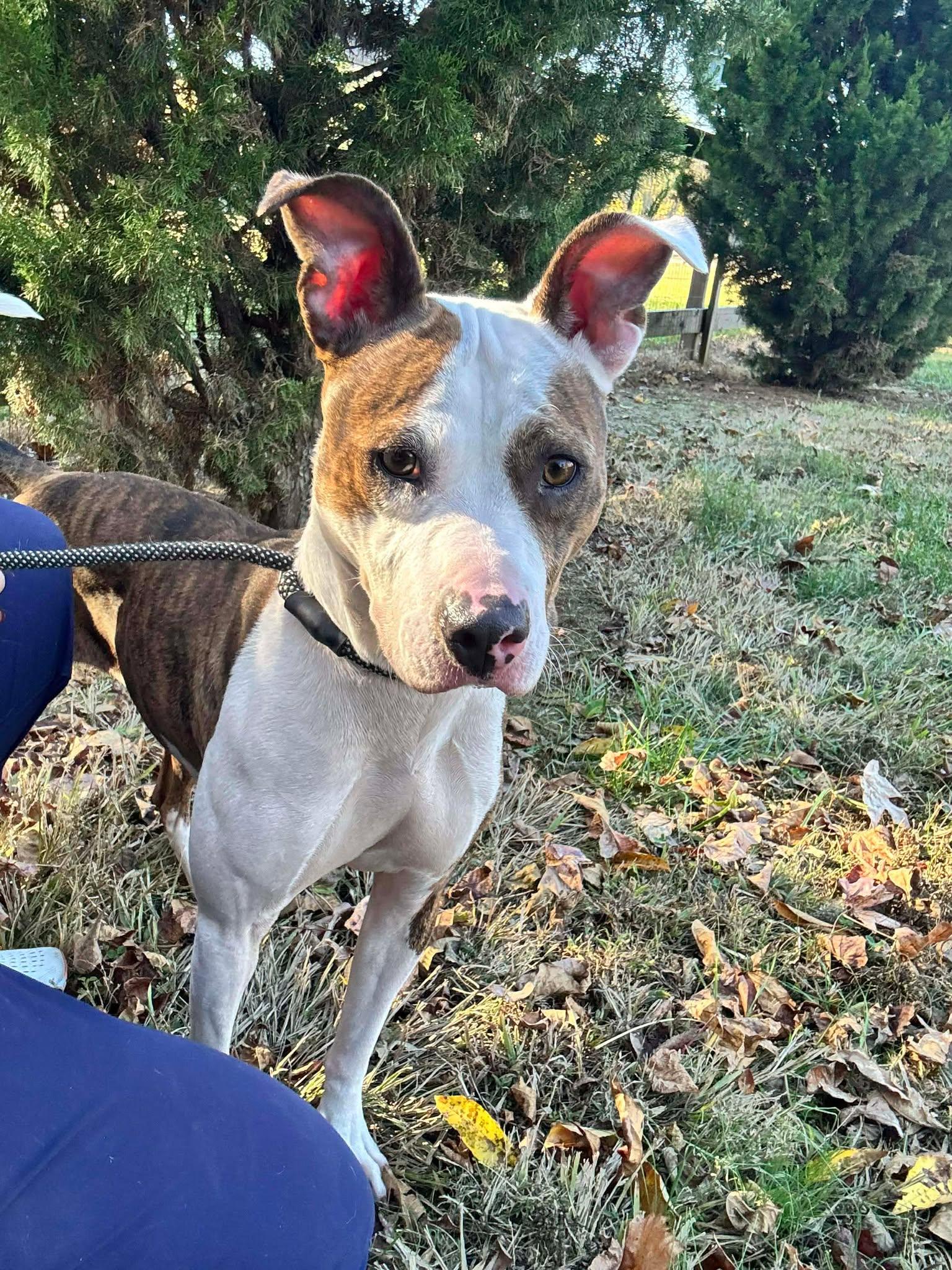 Enlarge Mamba, a Adoptable Terrier in Charlotte, NC image 1/3