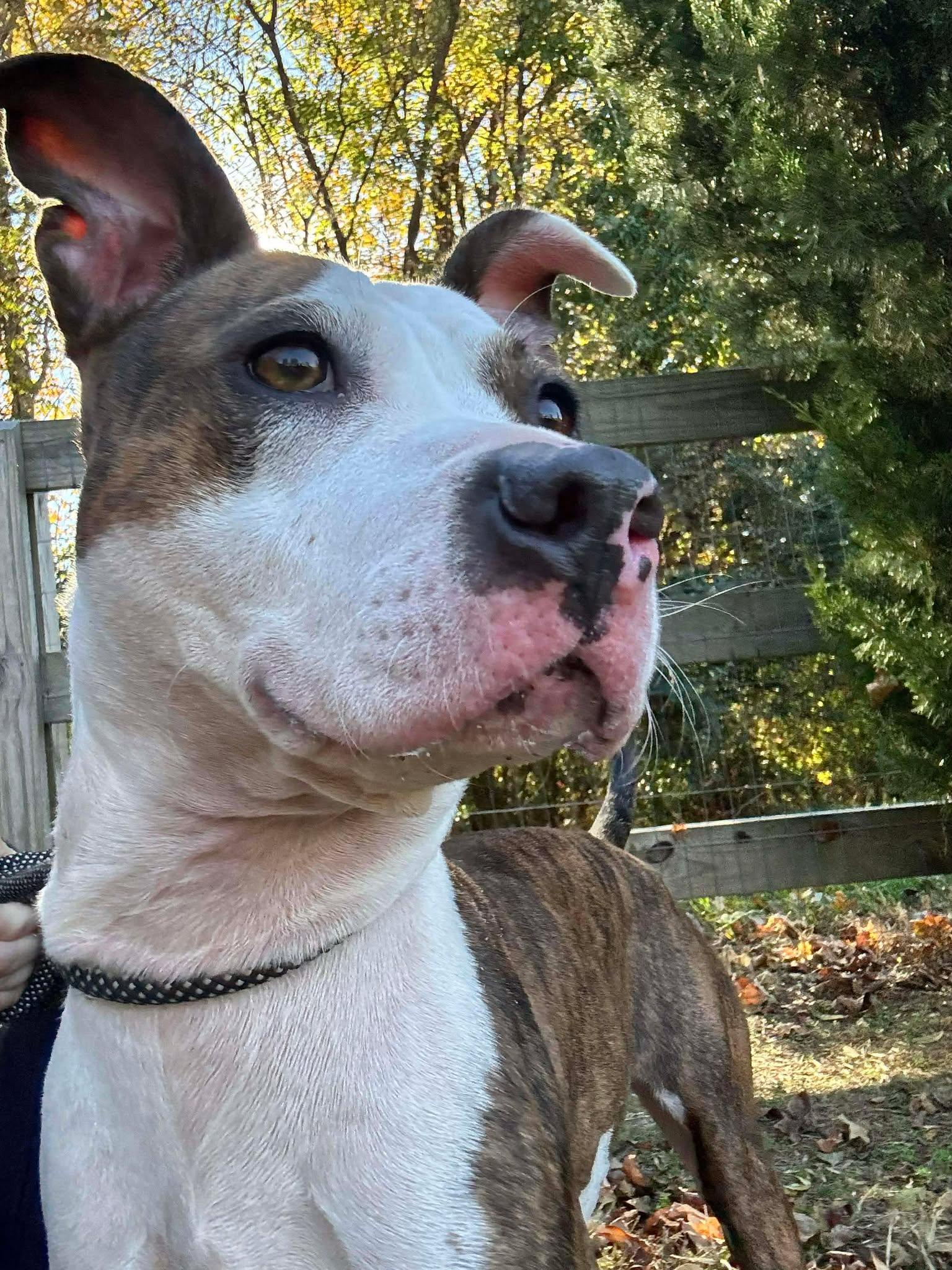 Enlarge Mamba, a Adoptable Terrier in Charlotte, NC image 3/3