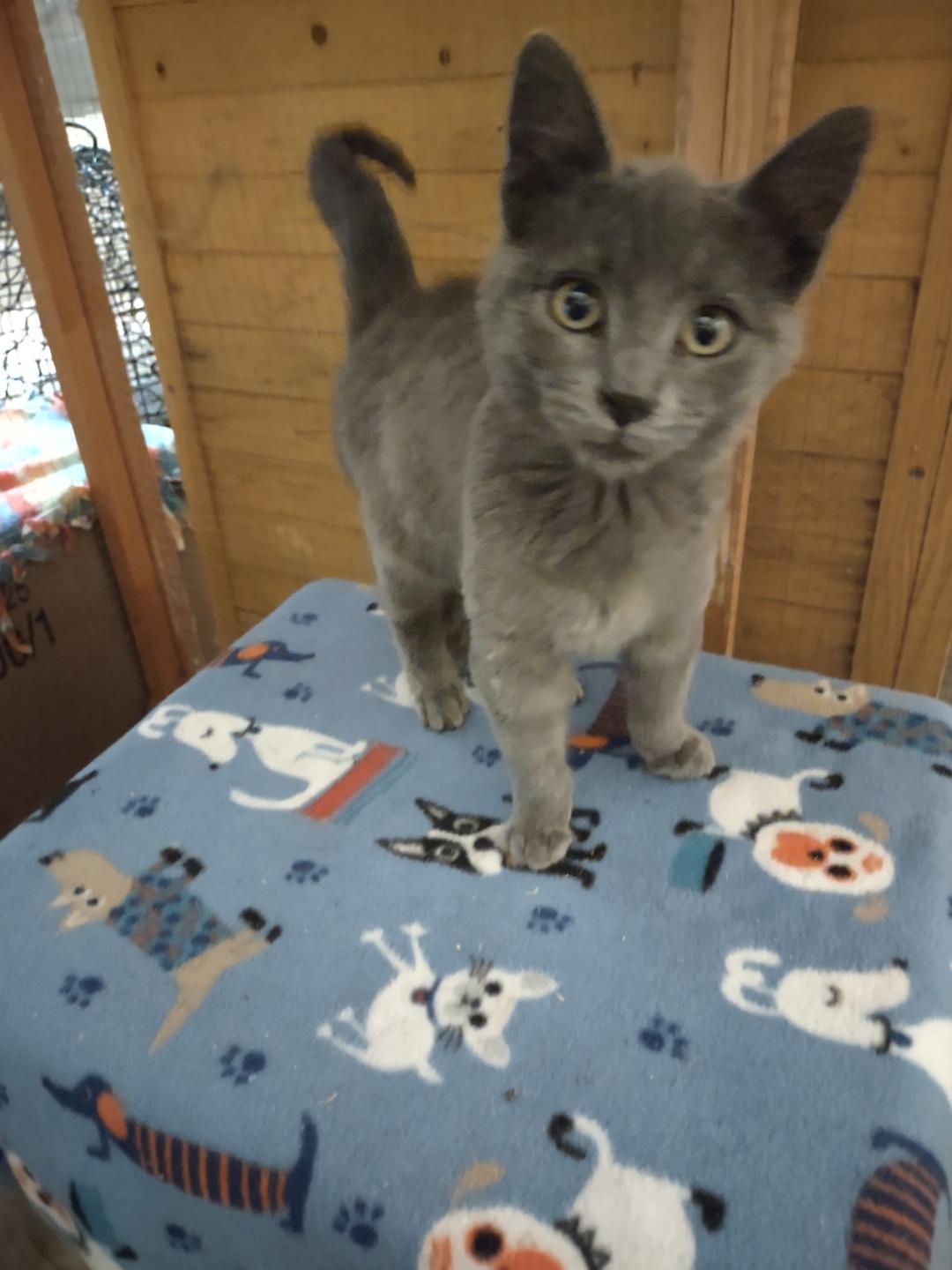 Enlarge Sammy, a Adoptable Russian Blue in Gilroy, CA image 2/2