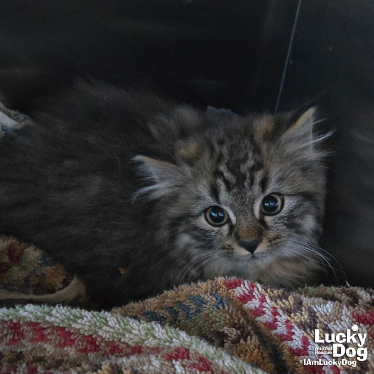 Enlarge Dan the Maintenance Man, a Adopted Domestic Long Hair in Washington, DC image 1/1