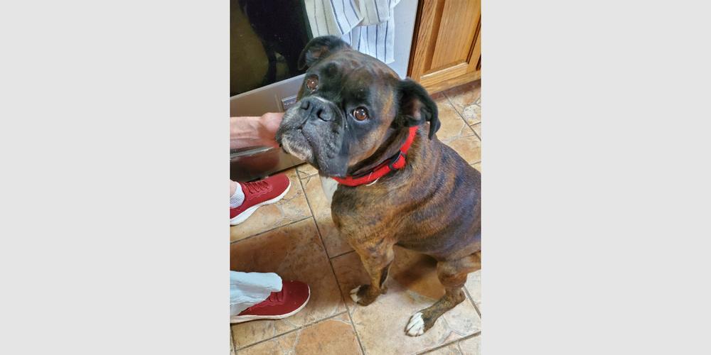 Izzie II, a Adoptable Boxer in Hewitt, TX image 1/5