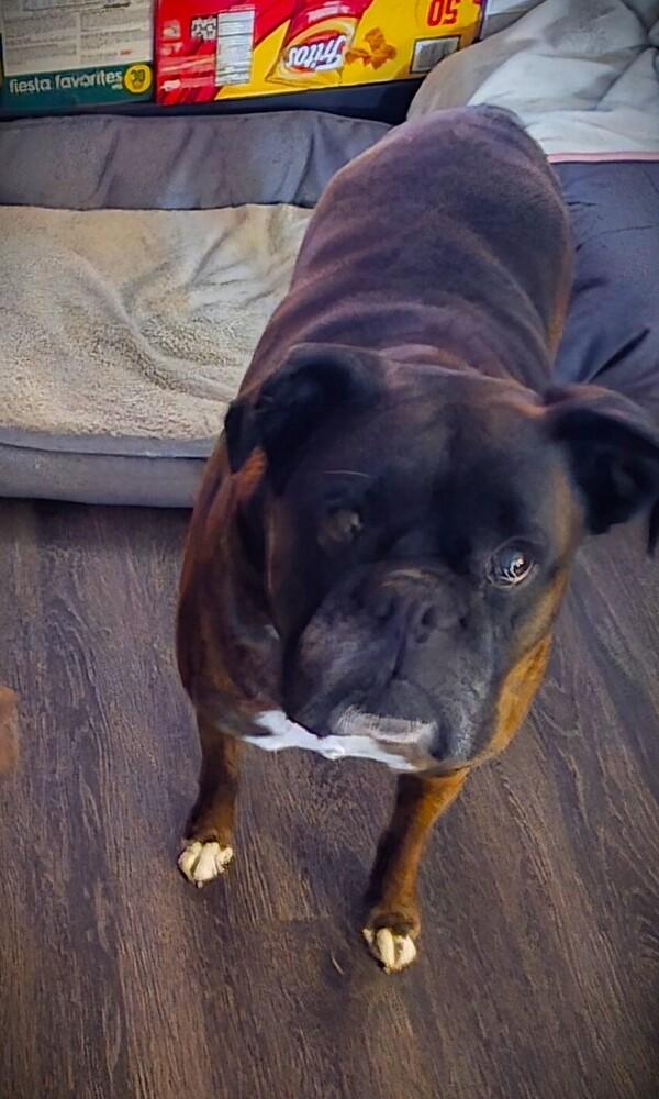 Izzie II, a Adoptable Boxer in Hewitt, TX image 2/5