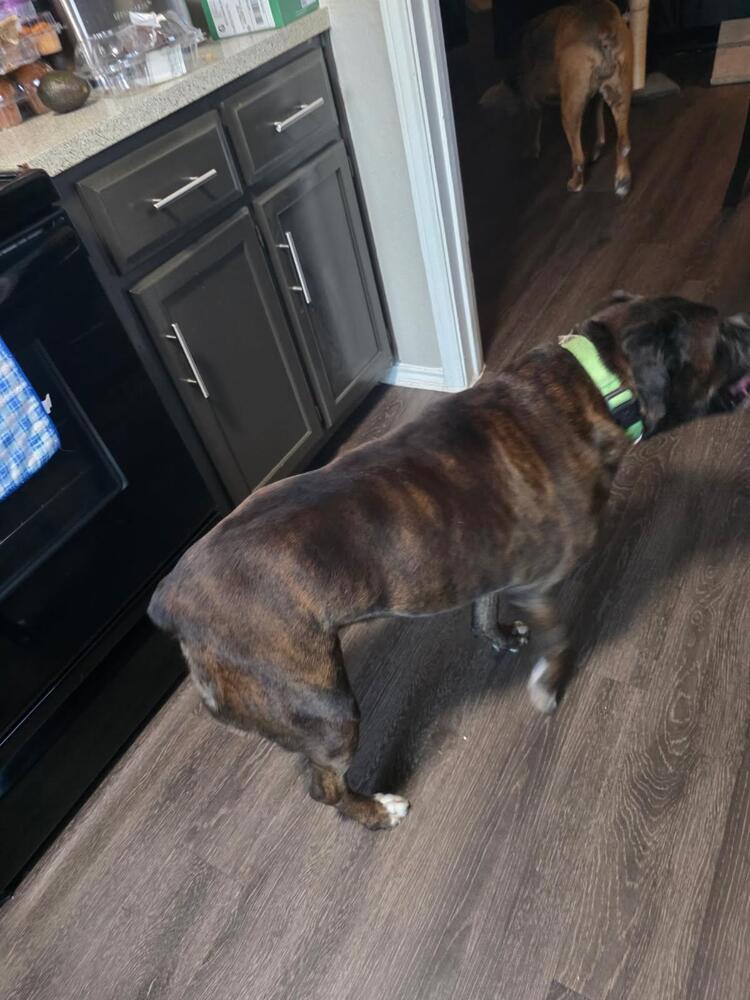 Izzie II, a Adoptable Boxer in Hewitt, TX image 3/5