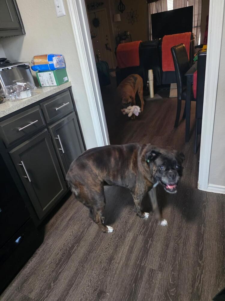 Izzie II, a Adoptable Boxer in Hewitt, TX image 5/5