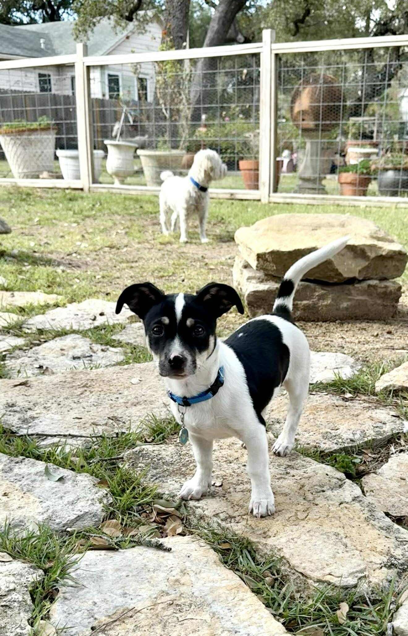 Enlarge Scooter is cuter! 13 pounds of fun, a ADOPTABLE mixed breed in Lockhart, TX image 3/6