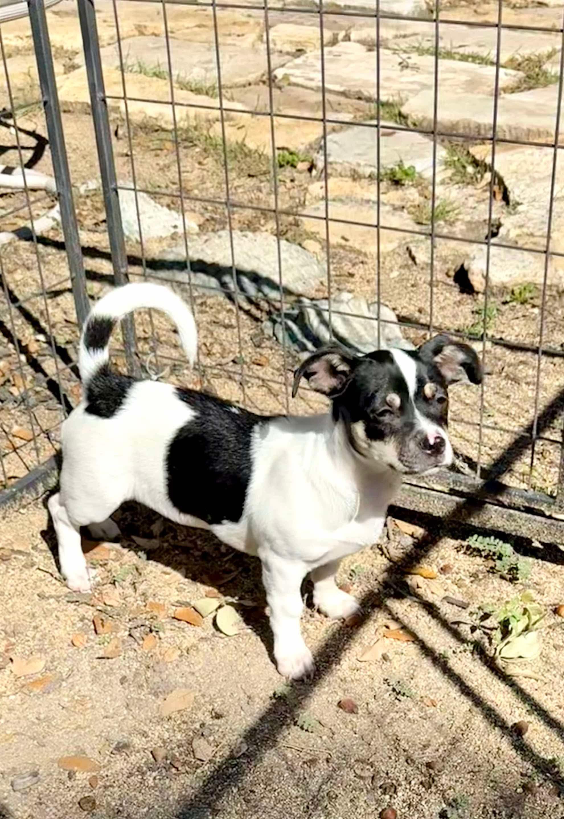Enlarge Scooter is cuter! 13 pounds of fun, a ADOPTABLE mixed breed in Lockhart, TX image 6/6