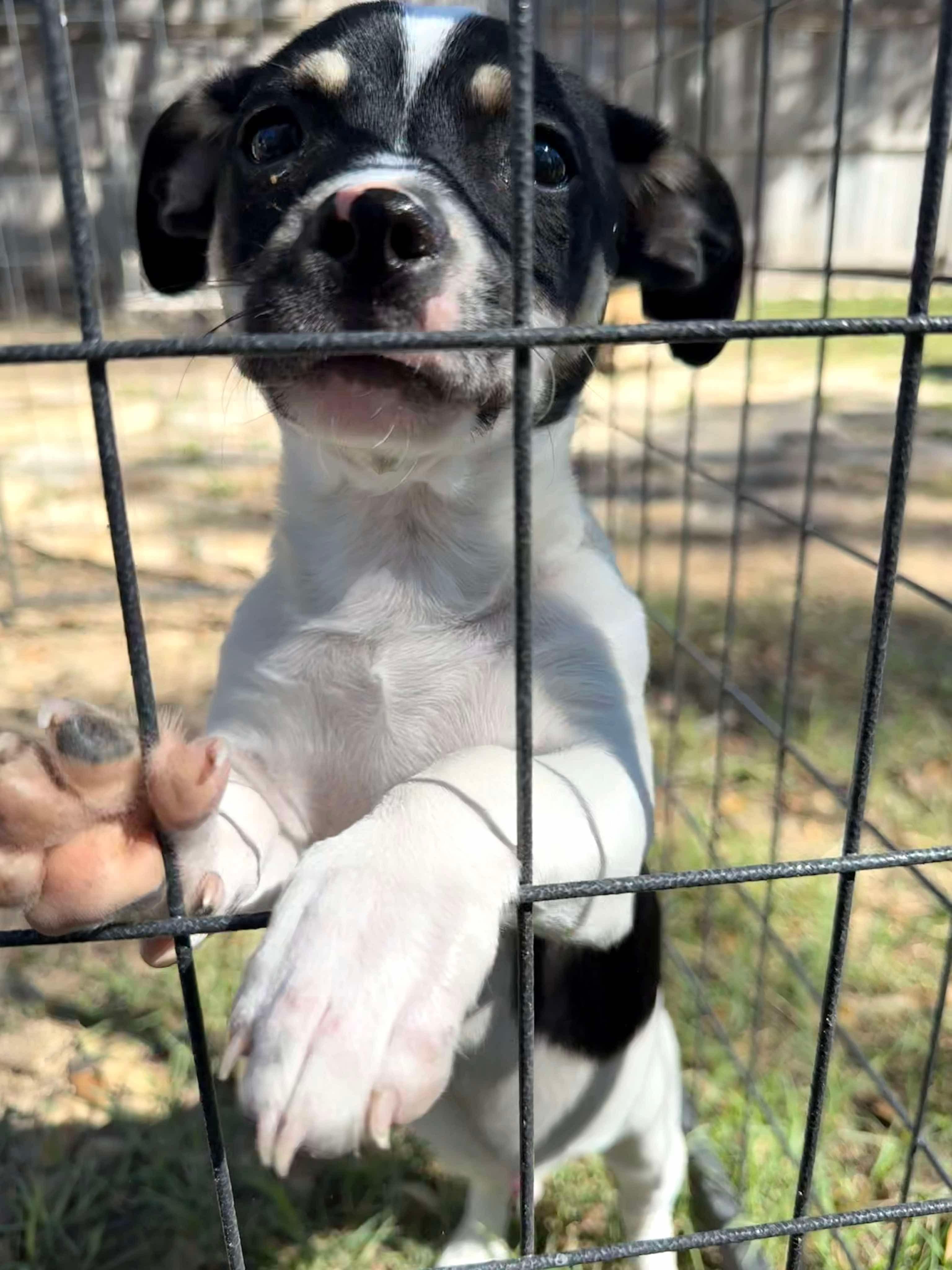 Enlarge Scooter is cuter! 13 pounds of fun, a ADOPTABLE mixed breed in Lockhart, TX image 4/6