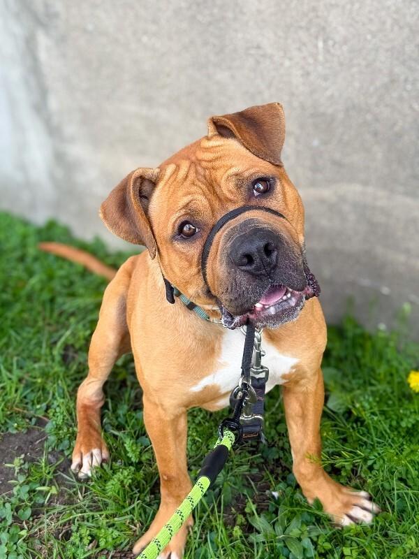 Enlarge Speedy, a Adoptable Mixed Breed in Miamitown, OH image 4/5