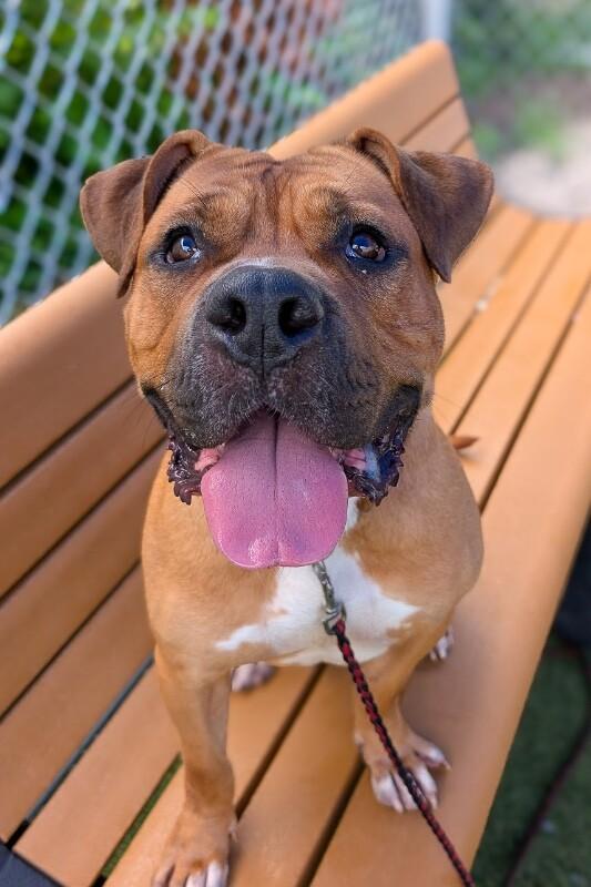 Enlarge Speedy, a Adoptable Mixed Breed in Miamitown, OH image 3/5