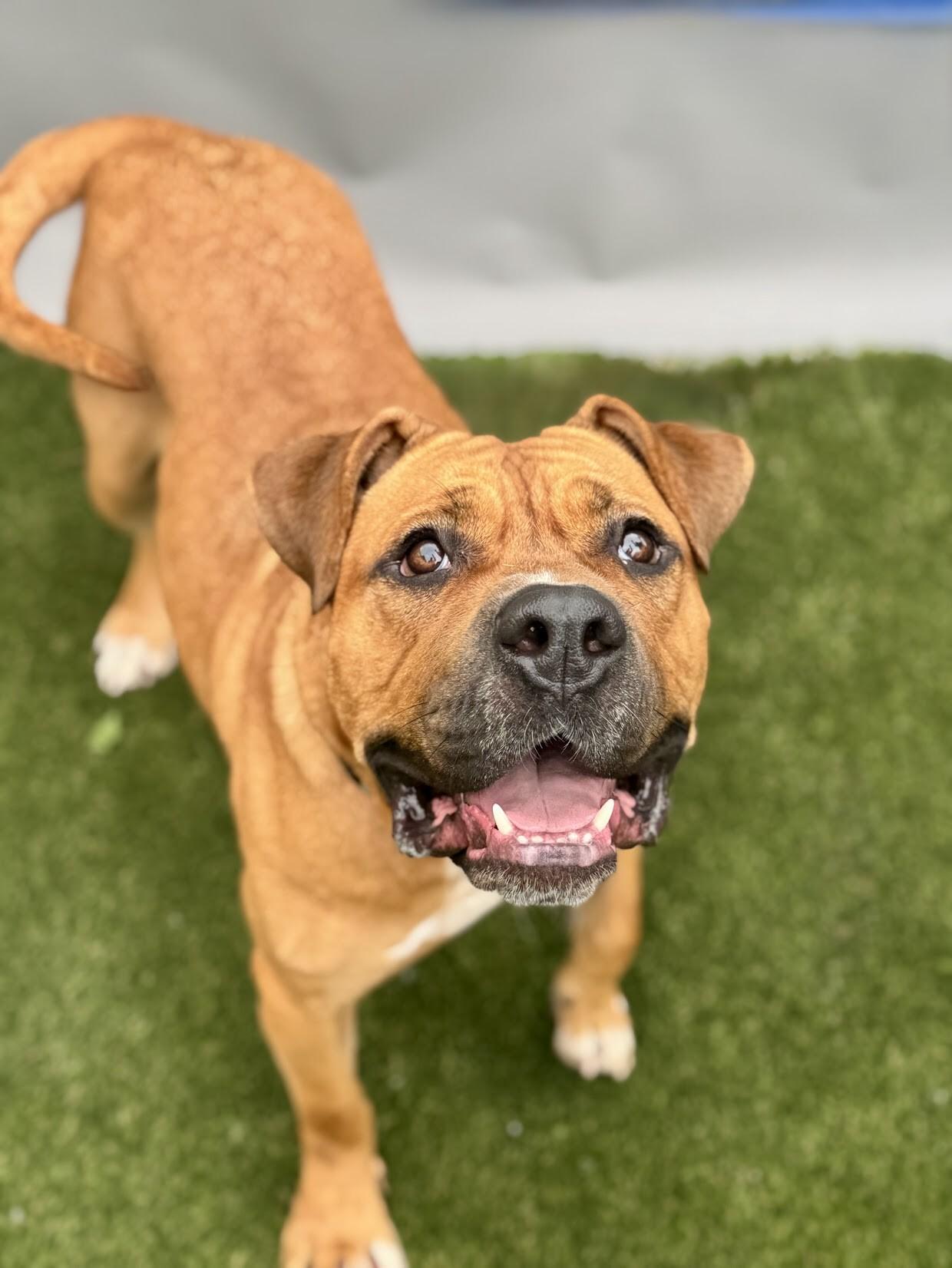 Enlarge Speedy, a Adoptable Mixed Breed in Miamitown, OH image 2/5