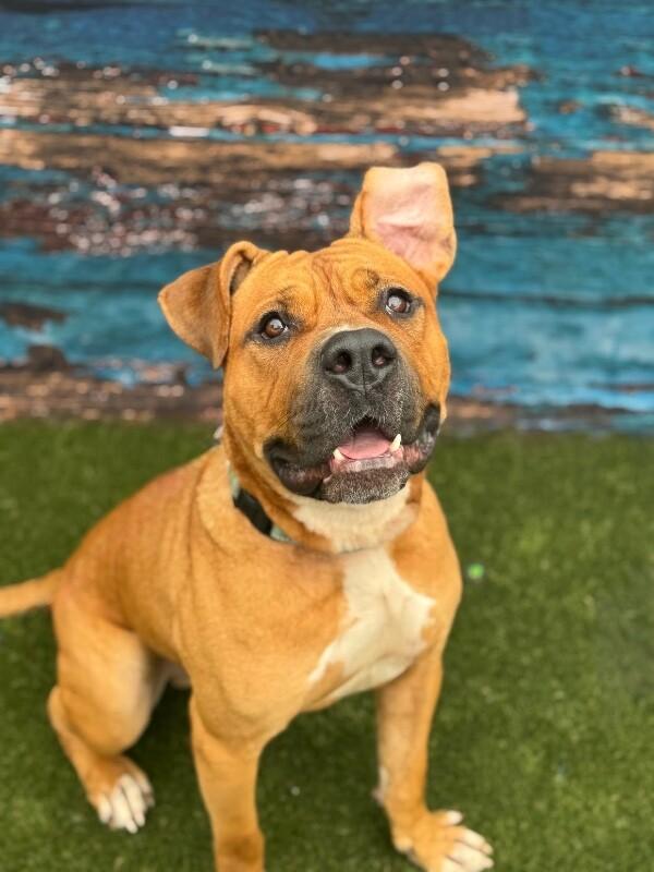 Enlarge Speedy, a Adoptable Mixed Breed in Miamitown, OH image 1/5