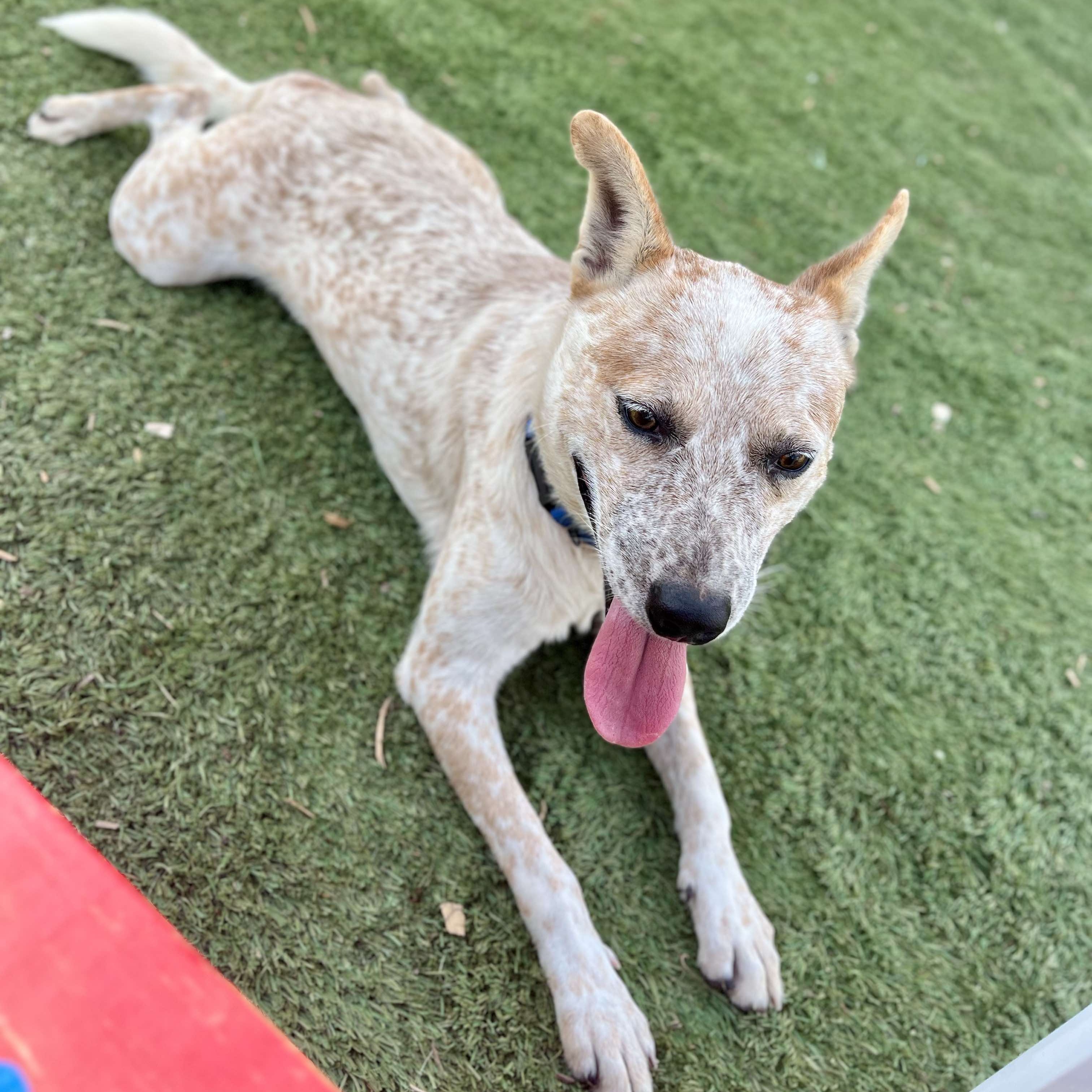 Dog for adoption Hutch, an Australian Cattle Dog / Blue Heeler Mix in