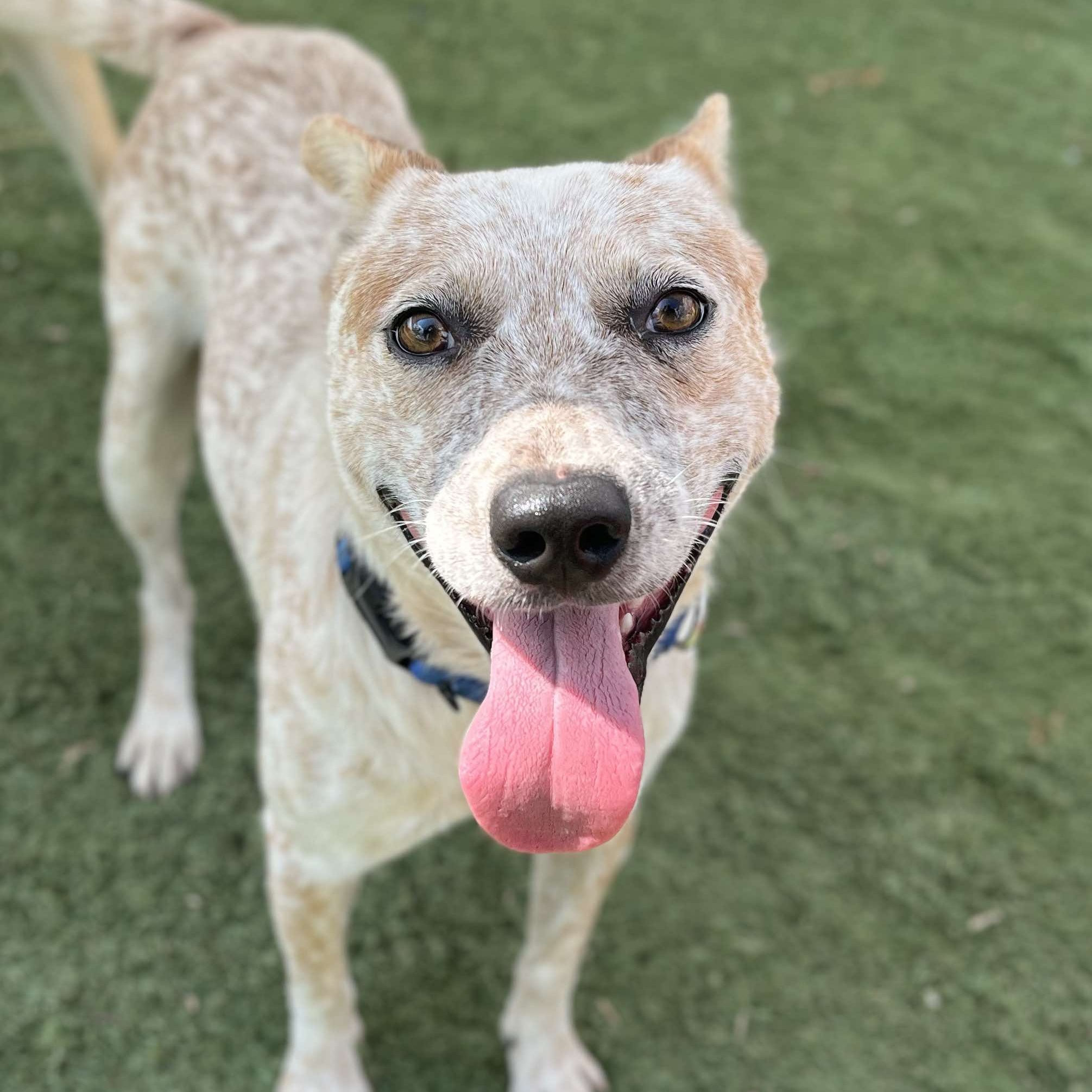 Dog for adoption Hutch, an Australian Cattle Dog / Blue Heeler Mix in