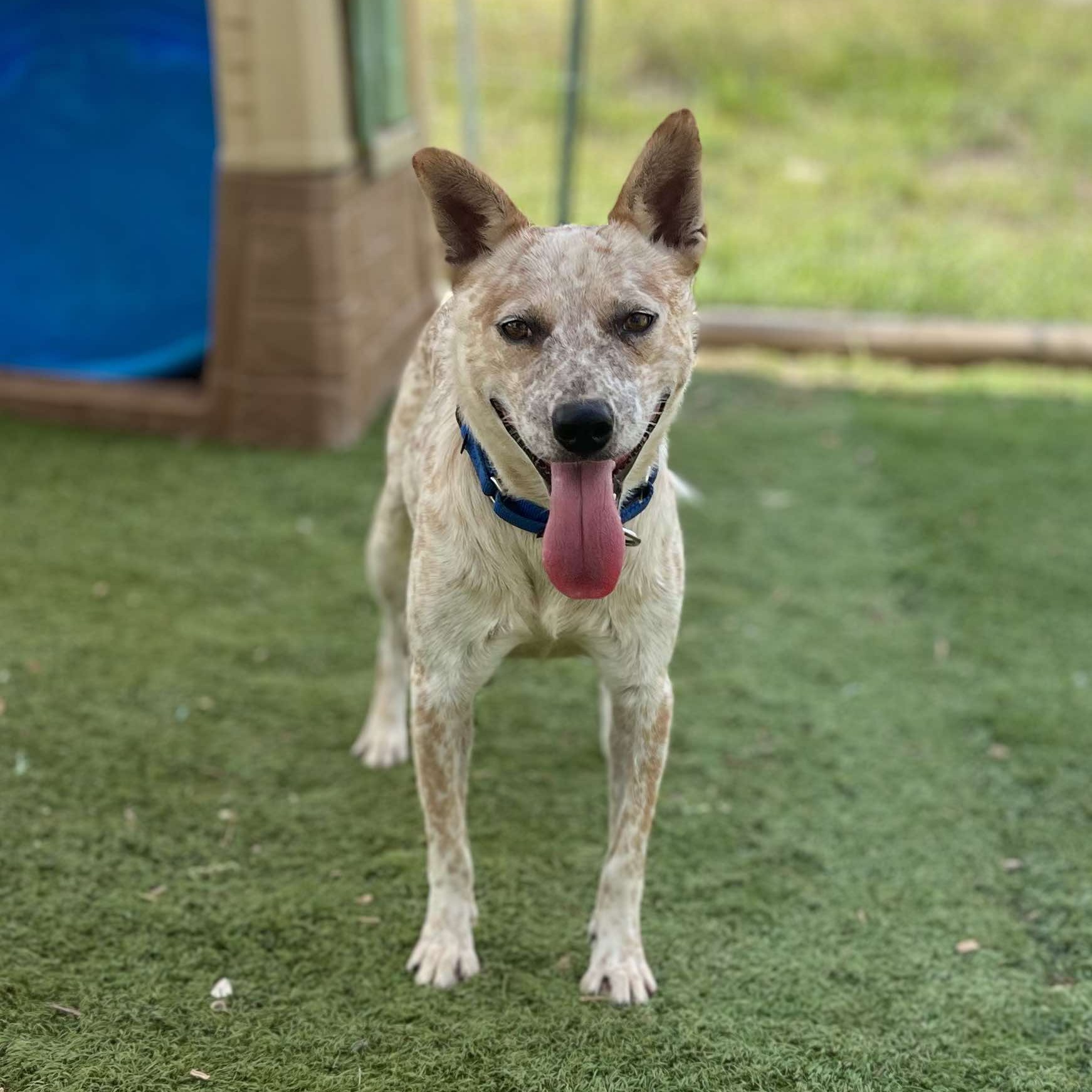 Dog for adoption Hutch, an Australian Cattle Dog / Blue Heeler Mix in
