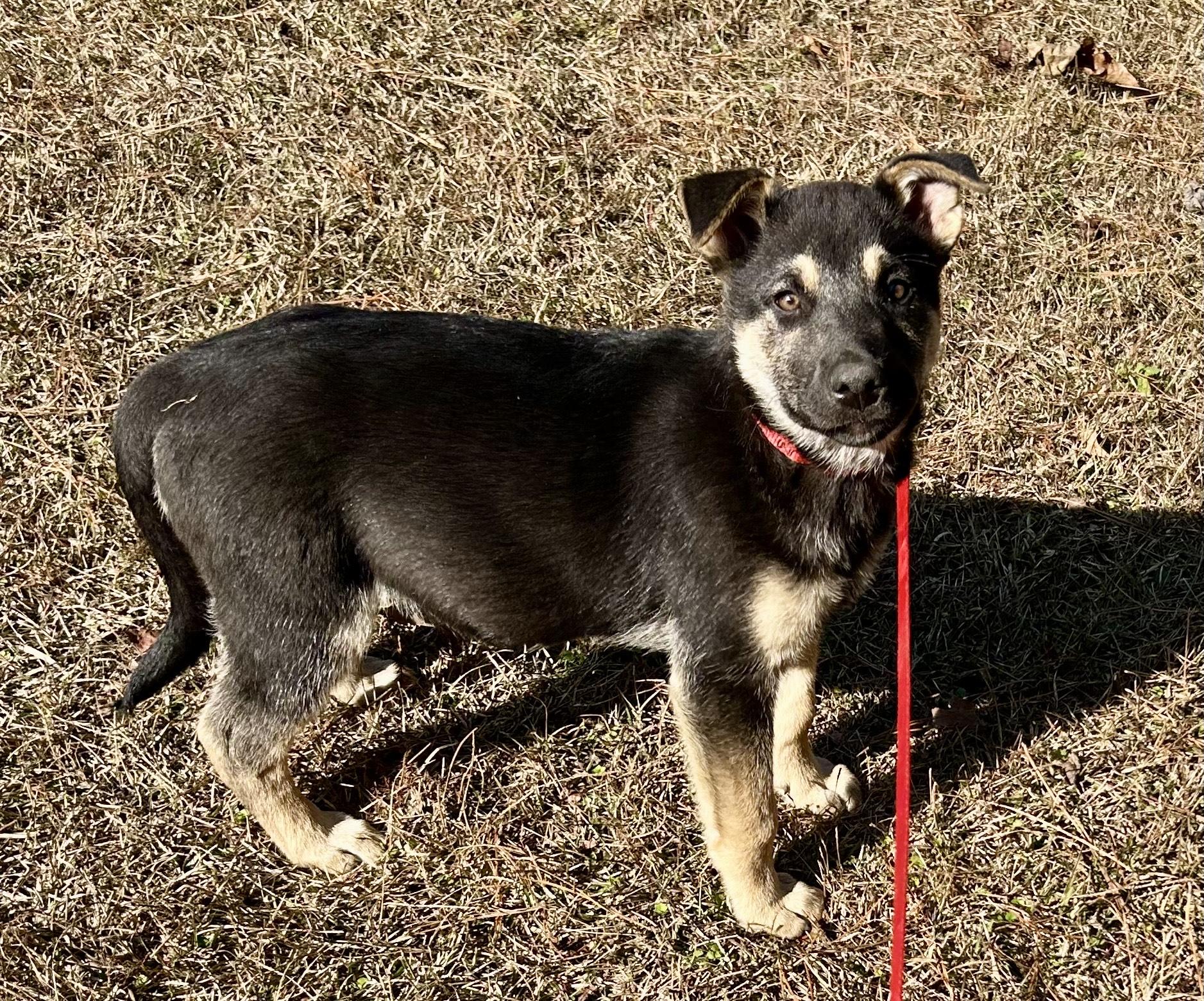 Jubilee, adopted, Puppy Male German Shepherd Dog & Australian Shepherd.
