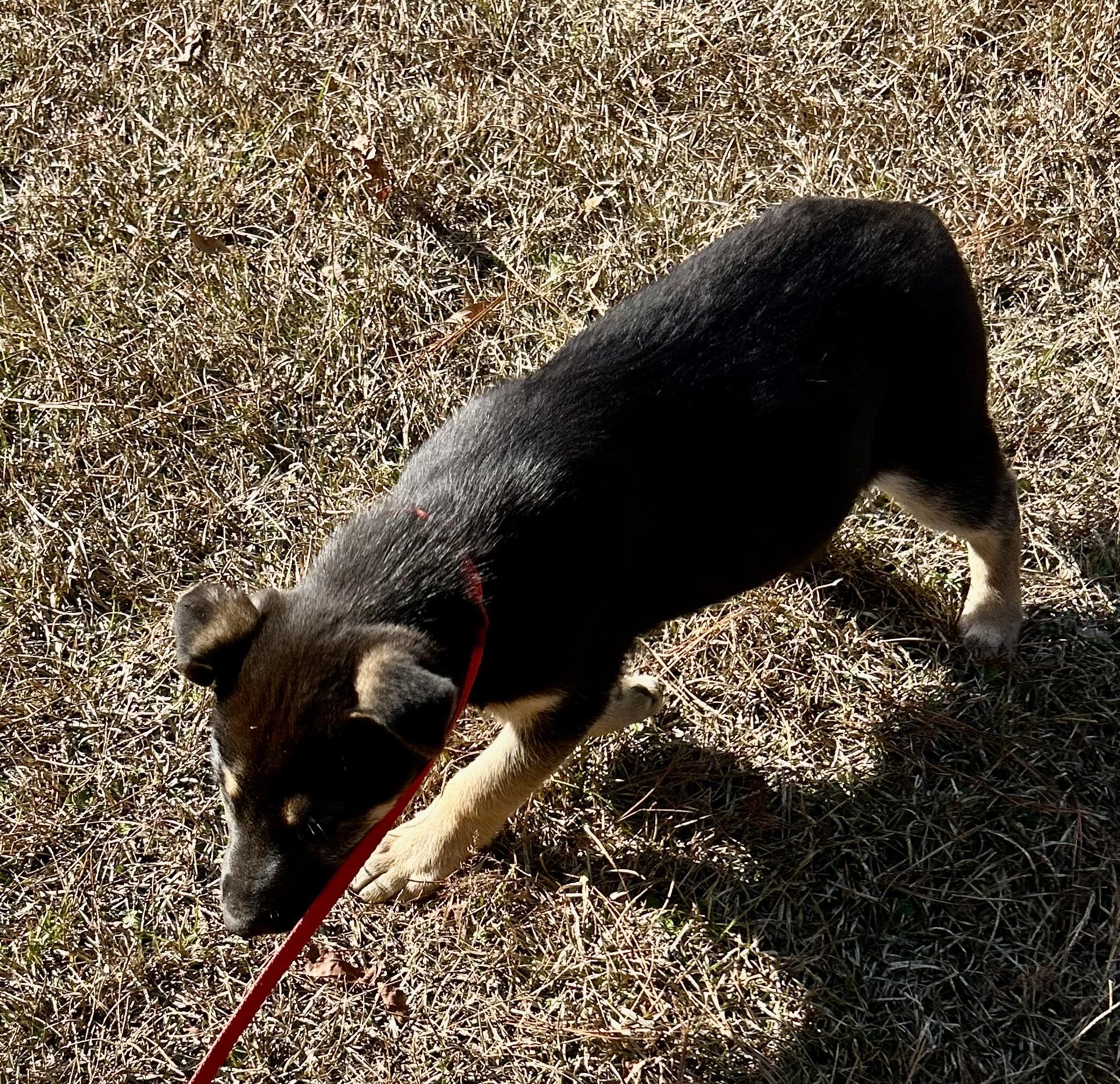 Jubilee, an adopted mixed breed in Allentown, NJ image 2/5