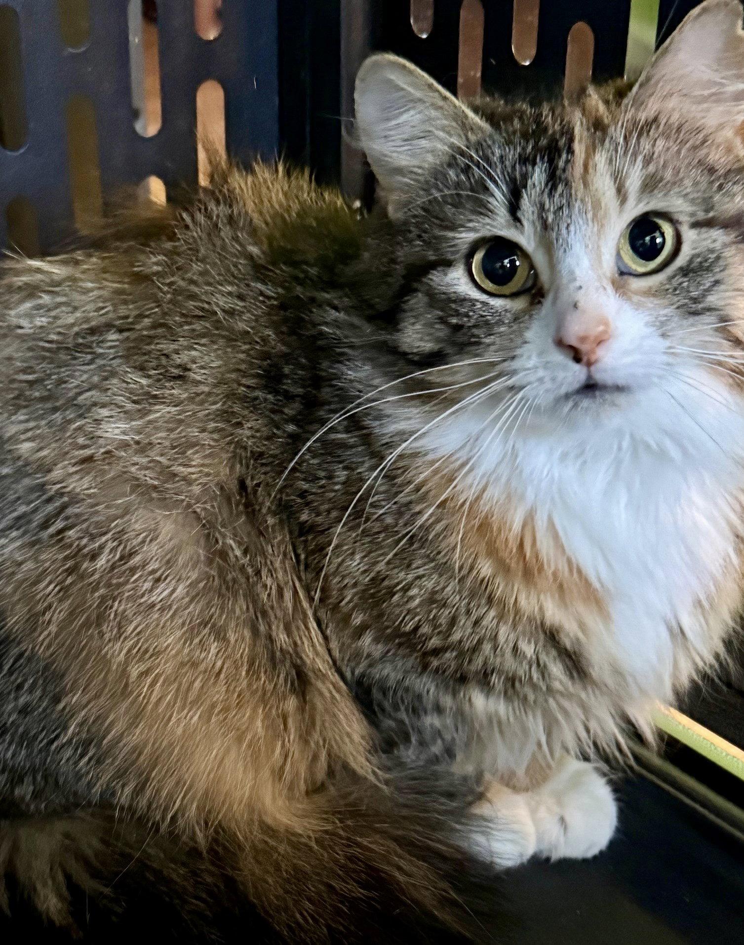 Dandelion, Adoptable, Young Female Domestic Medium Hair.