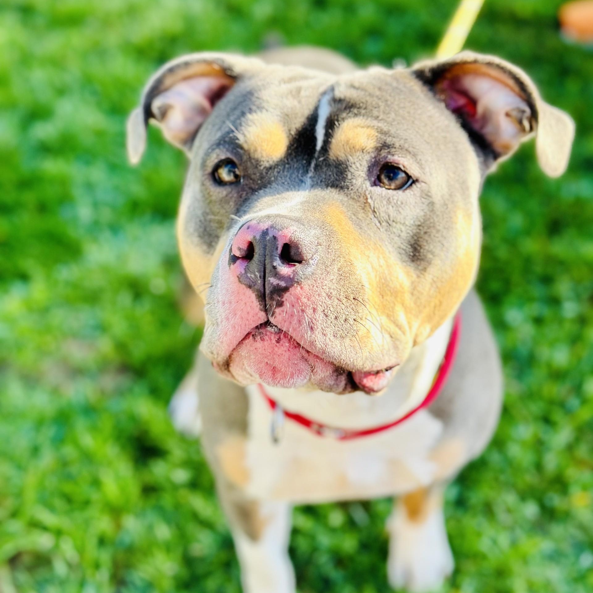 Enlarge Genesis , a ADOPTABLE mixed breed in Manahawkin, NJ image 1/1