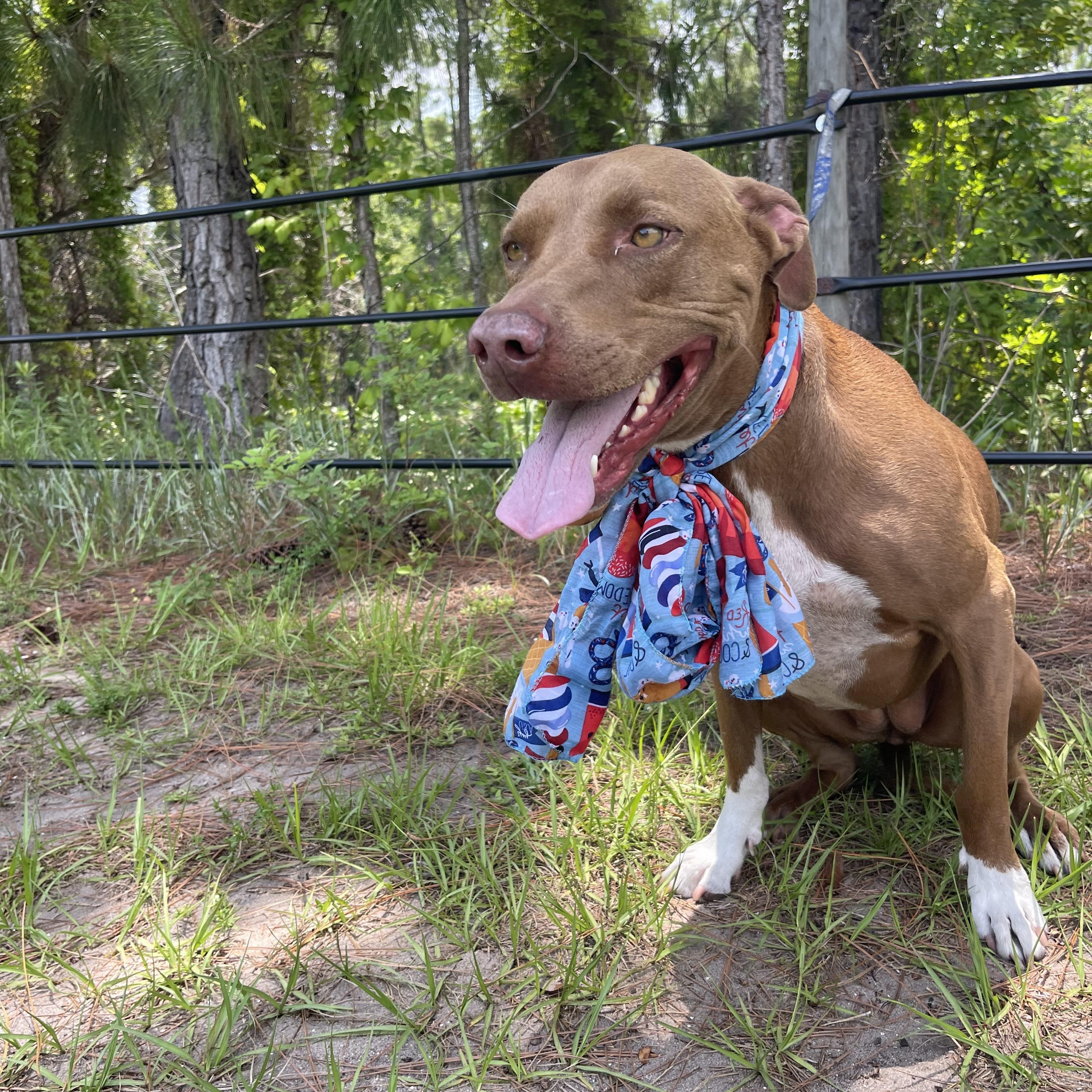 Enlarge Rue, a Adoptable mixed breed in Sebring, FL image 3/4