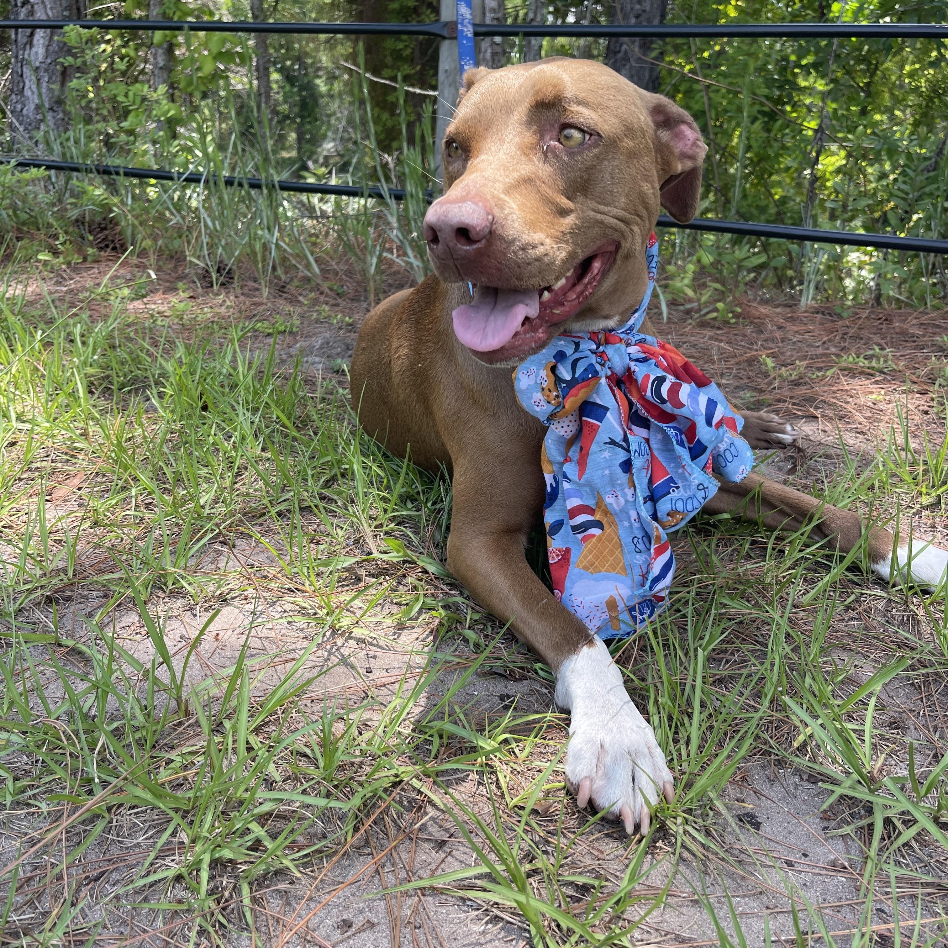Enlarge Rue, a Adoptable mixed breed in Sebring, FL image 4/4