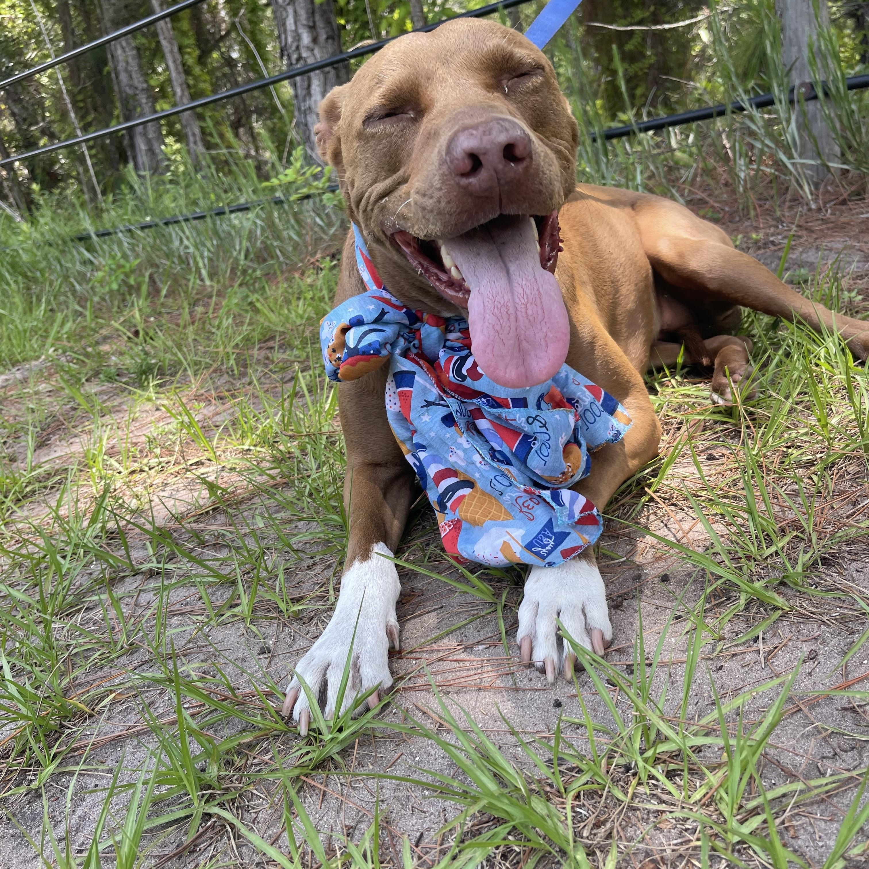 Enlarge Rue, a Adoptable mixed breed in Sebring, FL image 2/4