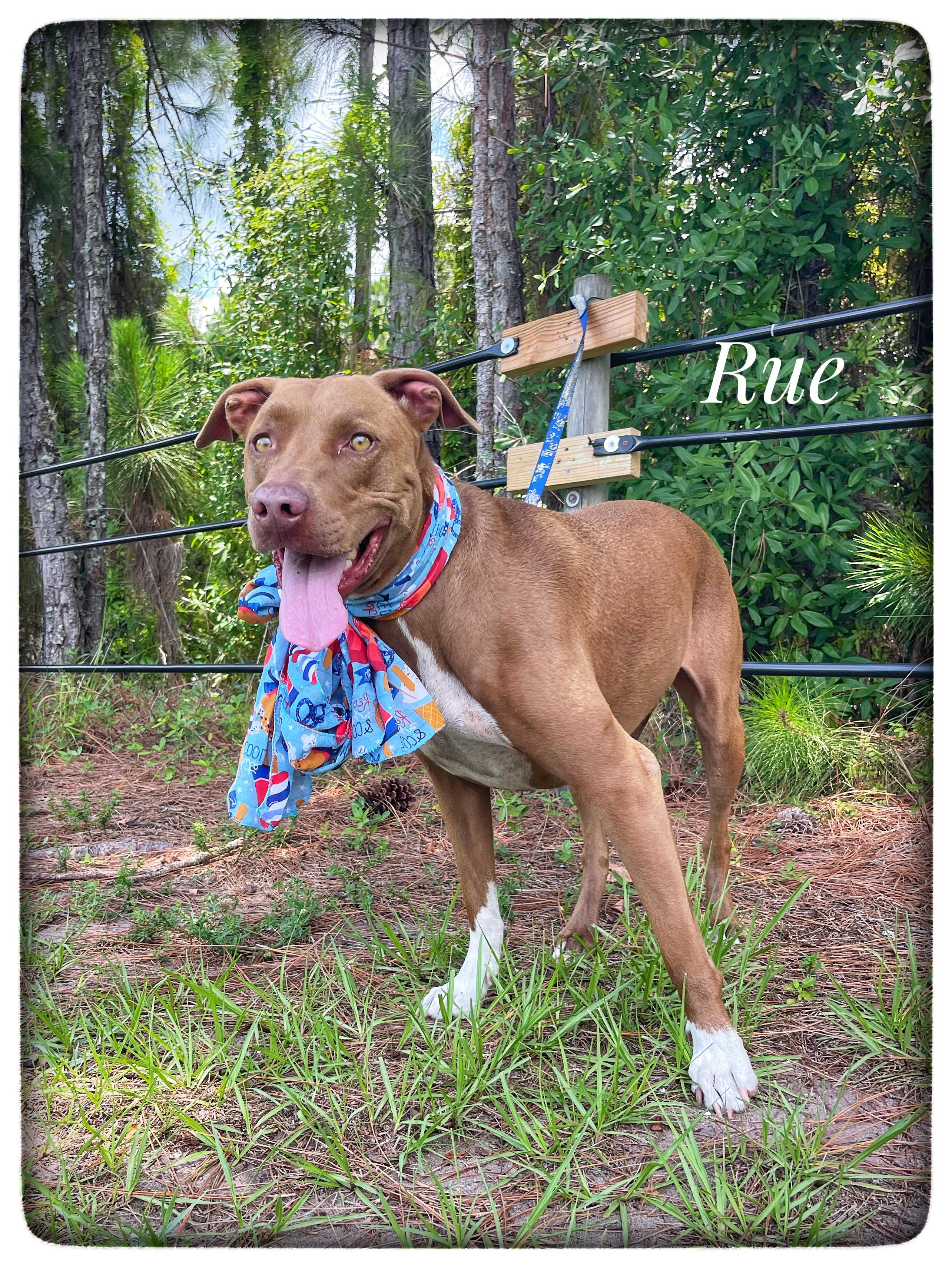 Enlarge Rue, a Adoptable mixed breed in Sebring, FL image 1/4