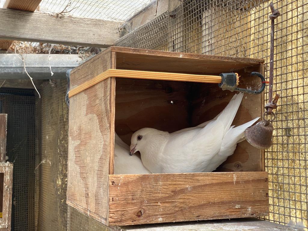 Nilla w/Luigi, Adoptable, Adult Female Pigeon.