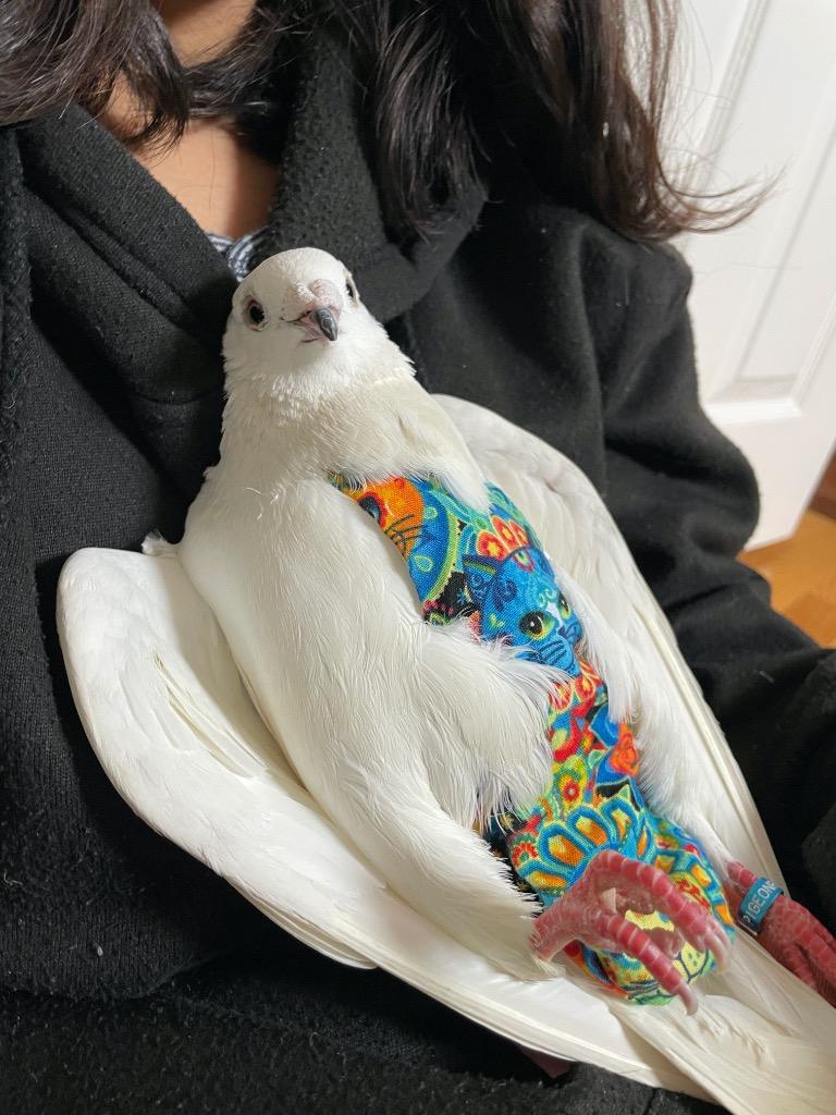 Enlarge Nilla w/Luigi, a Adoptable Pigeon in San Francisco, CA image 3/4