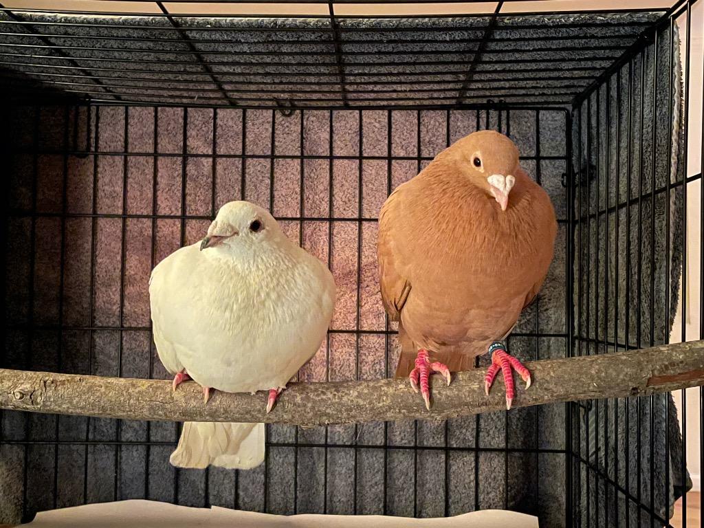 Nilla w/Luigi, a Adoptable Pigeon in San Francisco, CA image 3/4