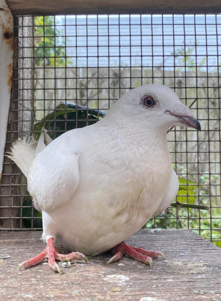 Nilla w/Luigi, a Adoptable Pigeon in San Francisco, CA image 4/4