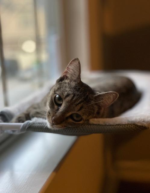 Enlarge Verbena25, a Adoptable mixed breed in Youngsville, NC image 2/4