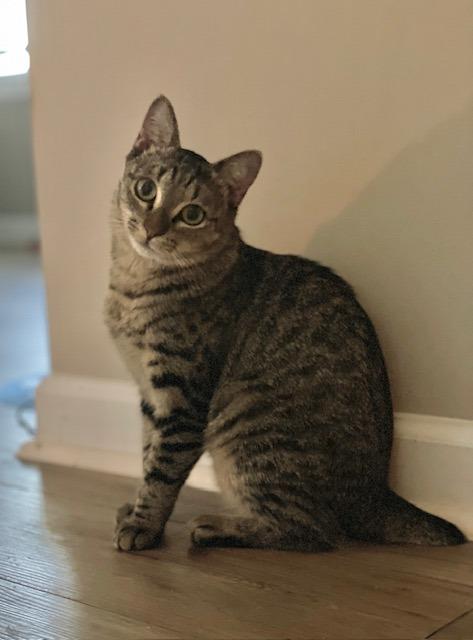 Enlarge Verbena25, a Adoptable mixed breed in Youngsville, NC image 3/4