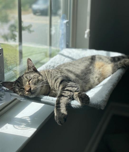 Enlarge Verbena25, a Adoptable mixed breed in Youngsville, NC image 2/4