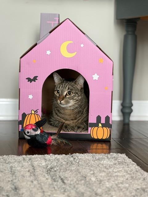 Enlarge Verbena25, a Adoptable mixed breed in Youngsville, NC image 3/4