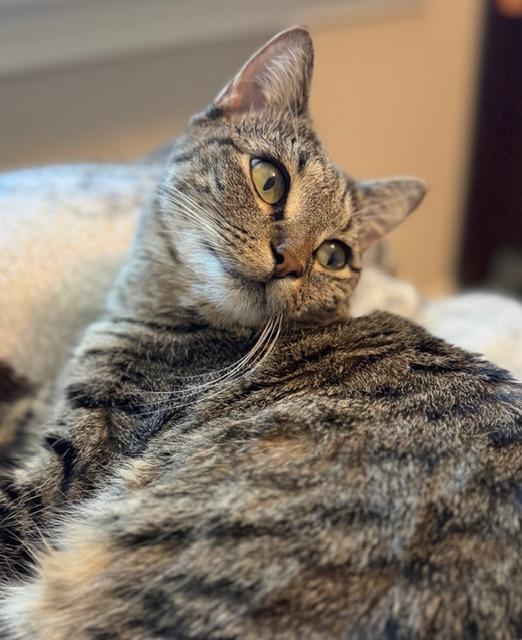 Enlarge Verbena25, a Adoptable mixed breed in Youngsville, NC image 4/4