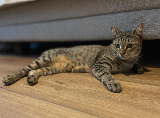 Enlarge Verbena25, a Adoptable mixed breed in Youngsville, NC image 4/4