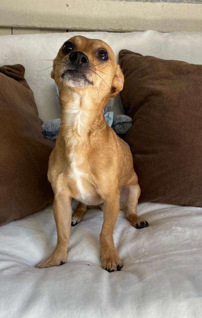 Sheldon, Adoptable, Adult Male Chihuahua.