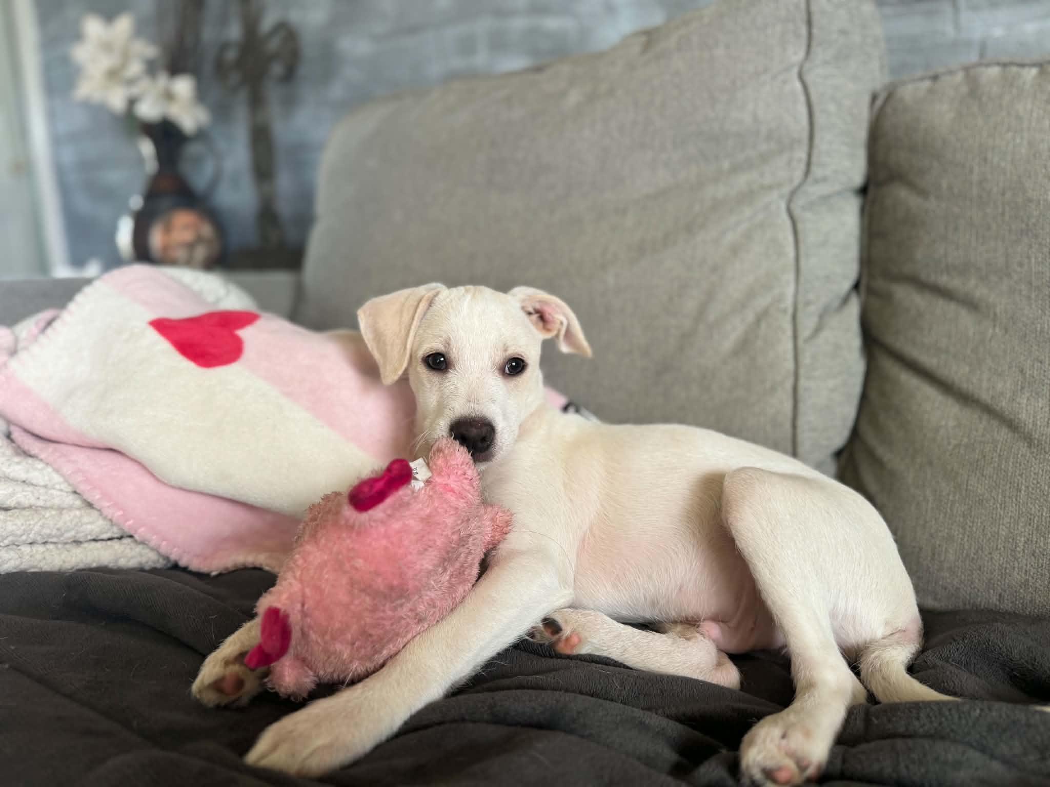 Enlarge Charlie, a Adoptable mixed breed in Lewisville, IN image 2/2