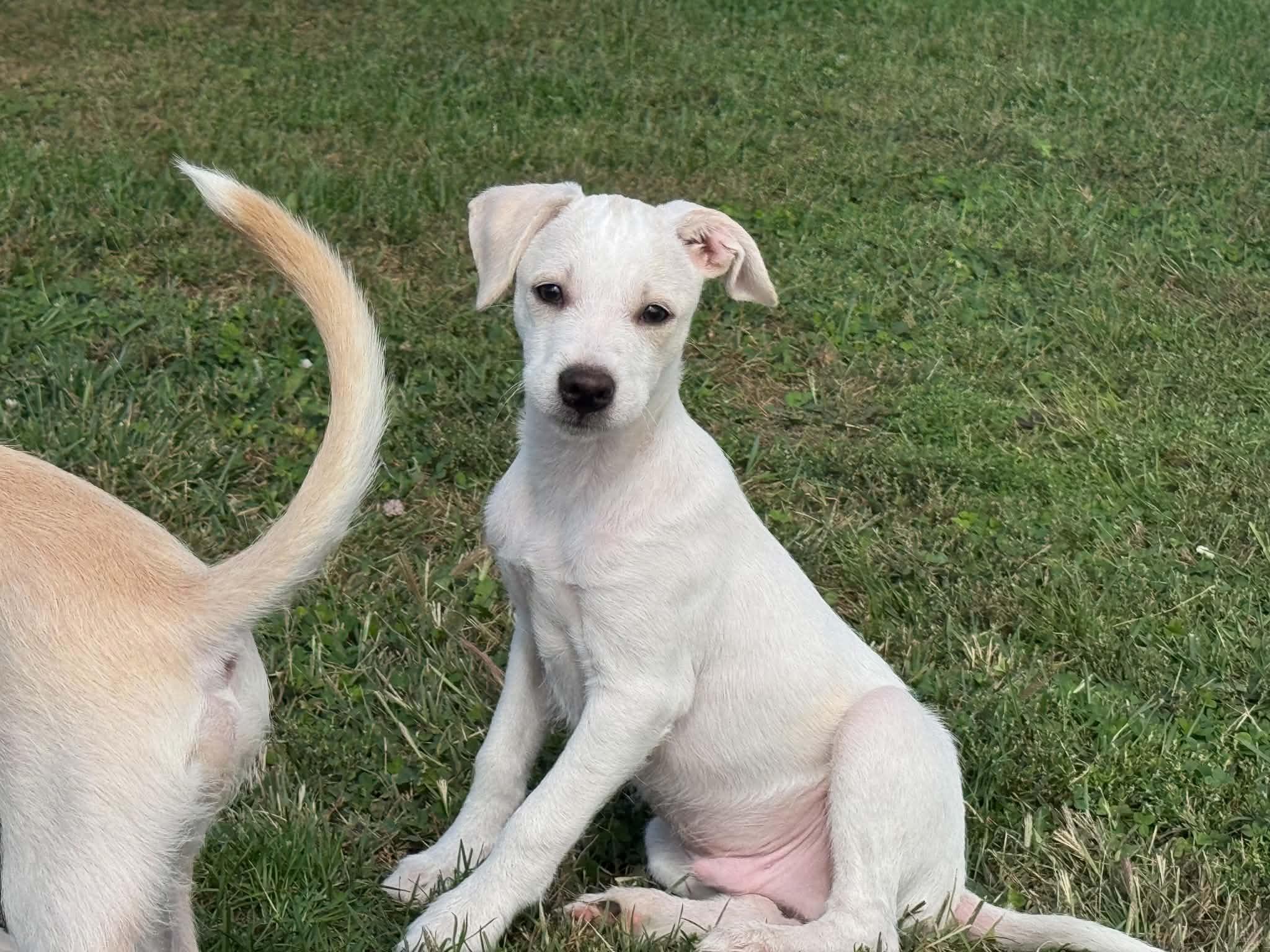 Enlarge Charlie, a Adoptable mixed breed in Lewisville, IN image 1/2