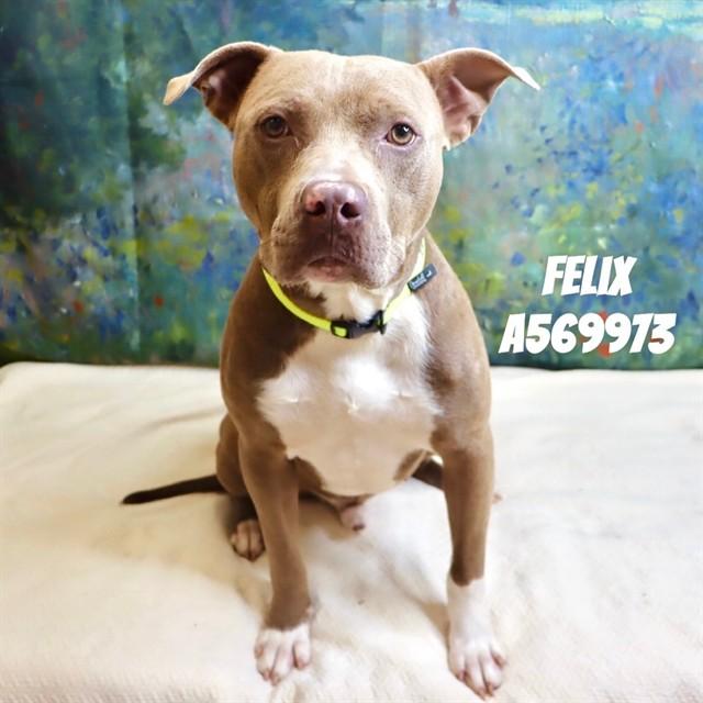 FELIX, Adoptable, Adult Male Pit Bull Terrier & Mixed Breed.