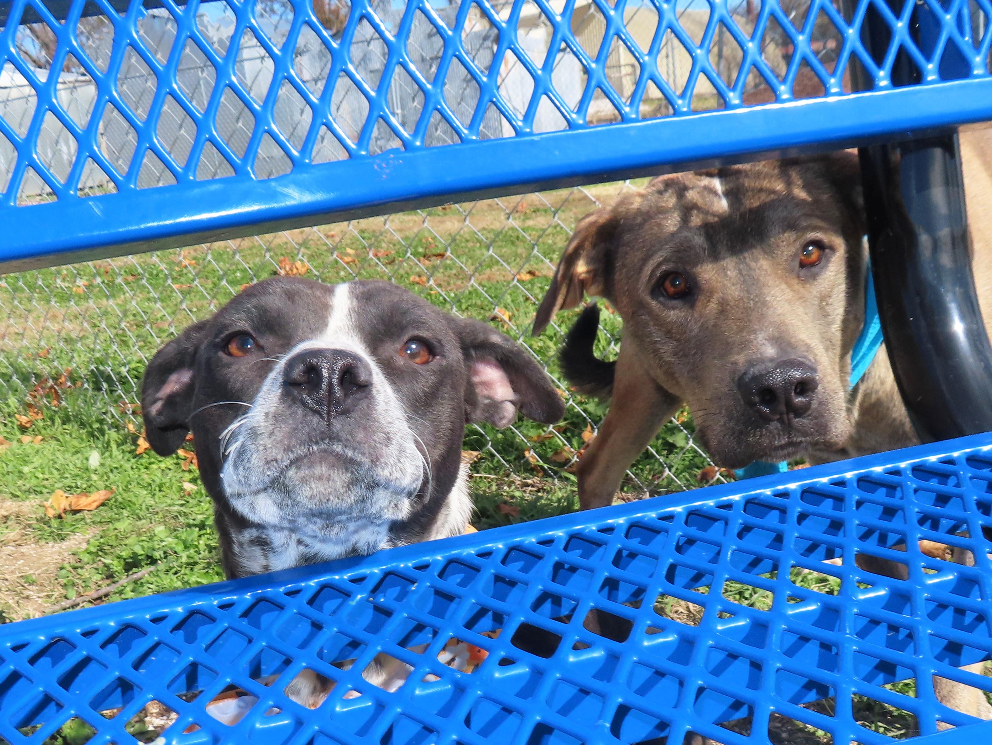 Cookie 25C-289, Adoptable, Young Female Boxer & Australian Cattle Dog / Blue Heeler.