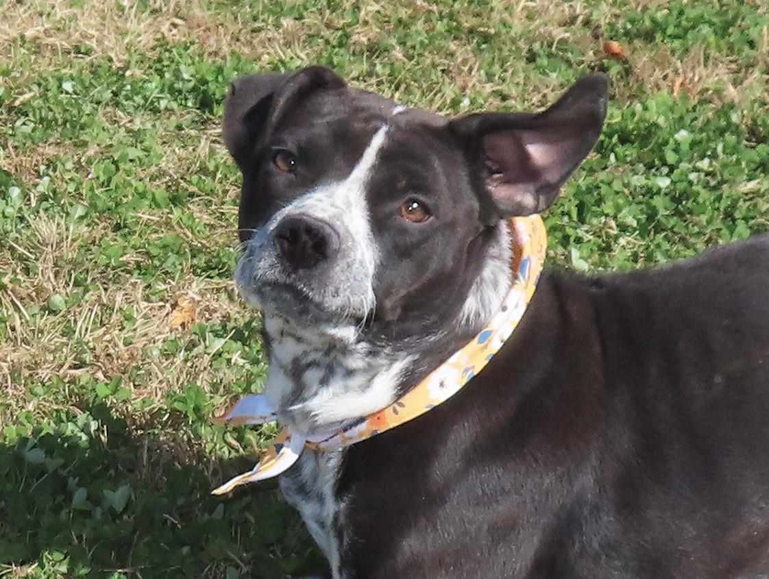 Cookie 25C-289, a Adoptable mixed breed in Rogers, AR image 2/5