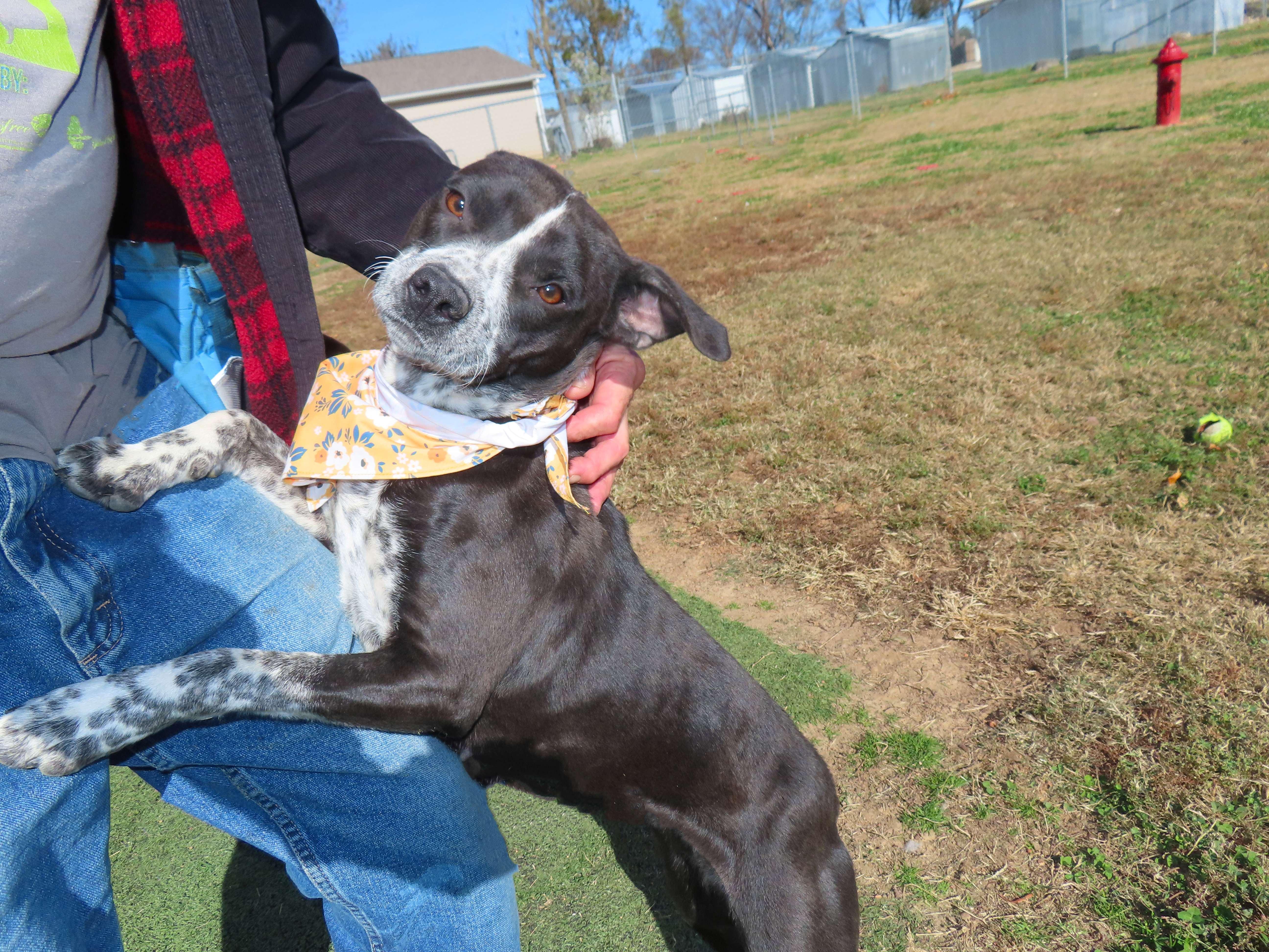 Cookie 25C-289, a Adoptable mixed breed in Rogers, AR image 3/5