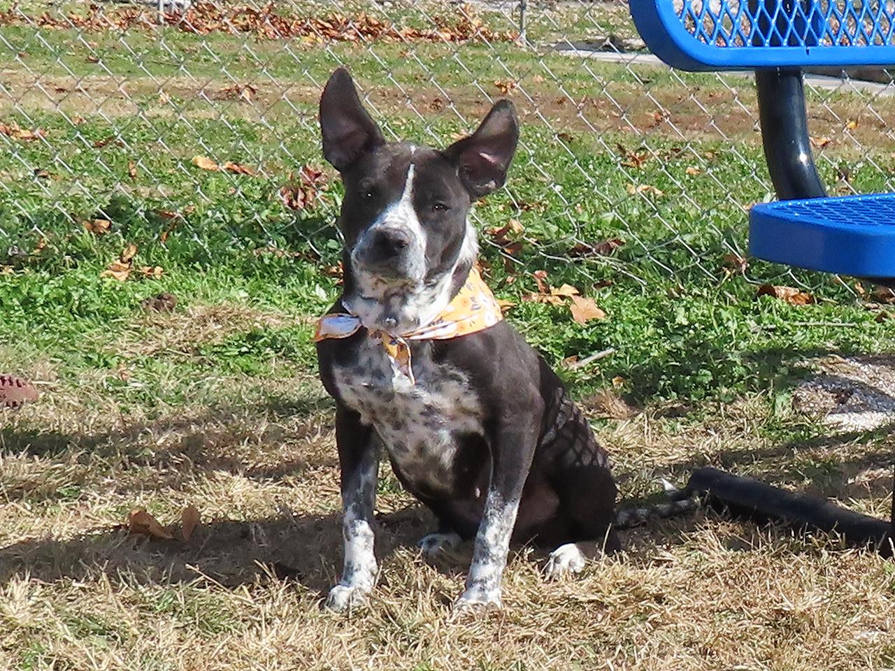 Cookie 25C-289, a Adoptable mixed breed in Rogers, AR image 4/5