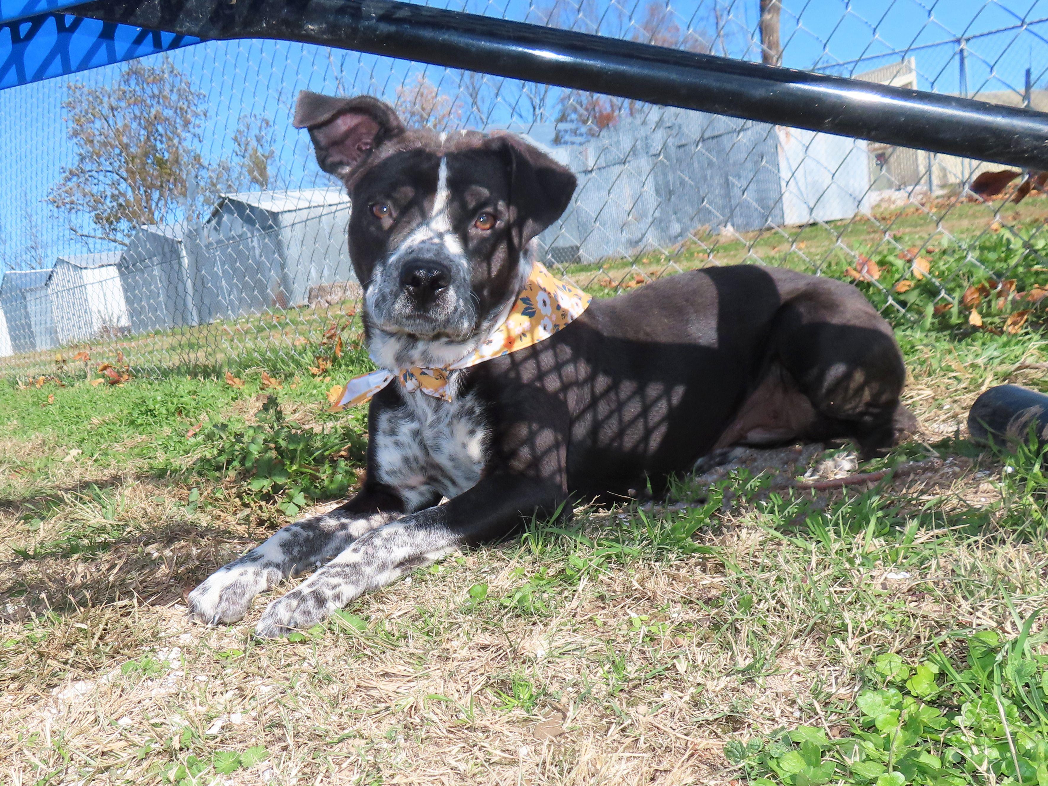 Cookie 25C-289, a Adoptable mixed breed in Rogers, AR image 5/5