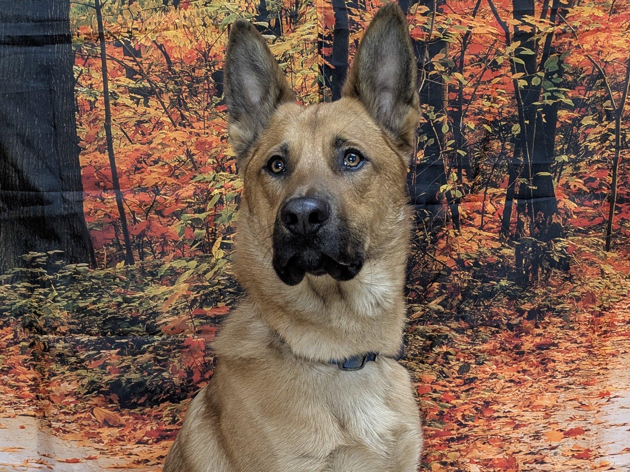 Cooter, adoptable, Young Male German Shepherd Dog & Golden Retriever.