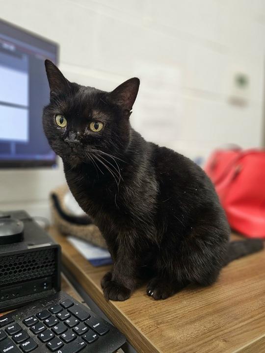 Shirley, Adult Female Domestic Short Hair