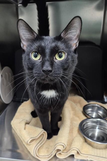 ALVIN, Adoptable, Adult Male Domestic Short Hair.