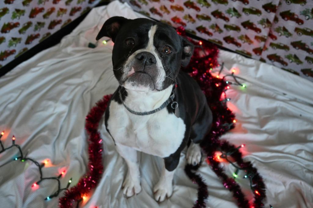 Biscuit, Adoptable, Adult Female English Bulldog.